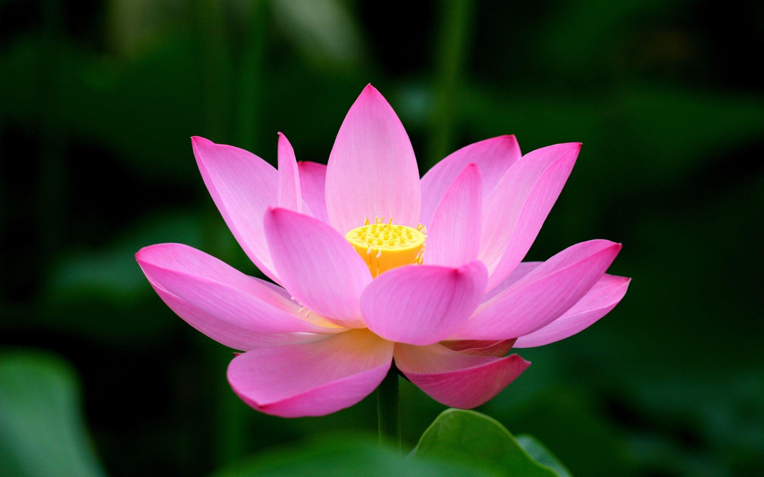 Lotus Wallpapers