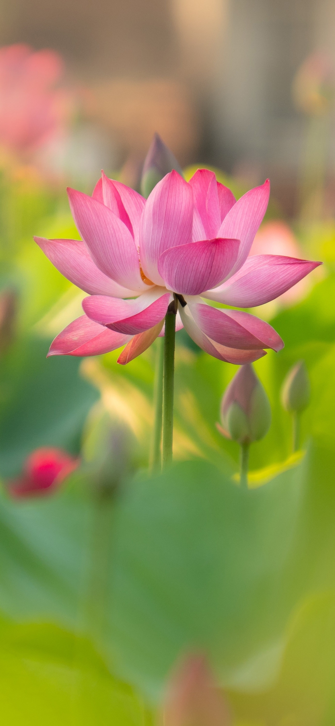 Lotus Wallpapers