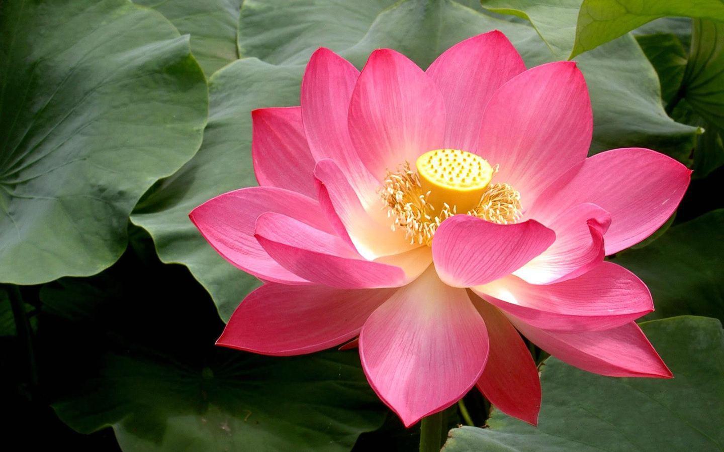 Lotus Wallpapers