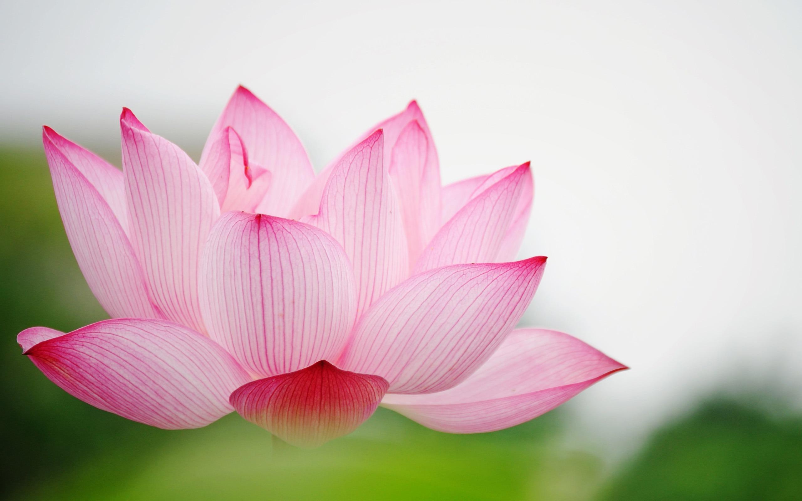 Lotus Wallpapers