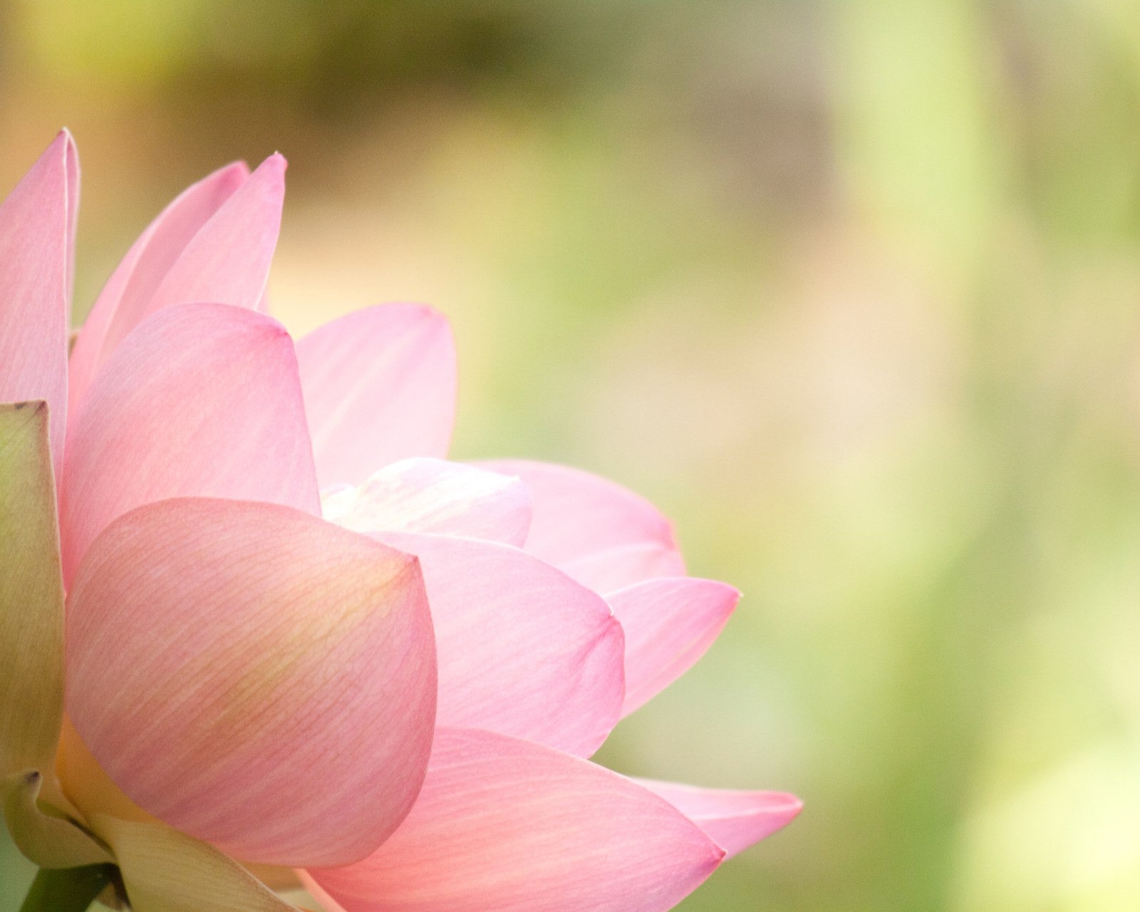 Lotus Wallpapers