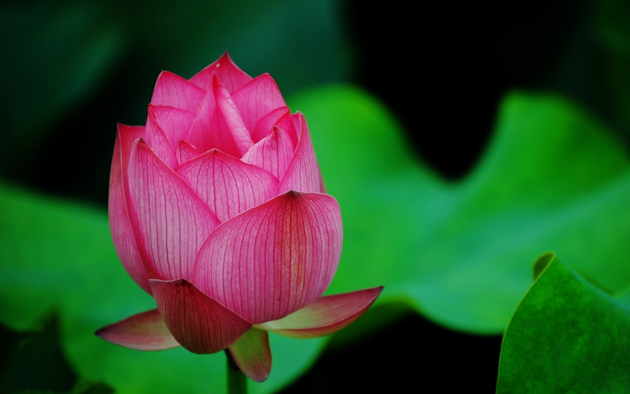 Lotus Wallpapers