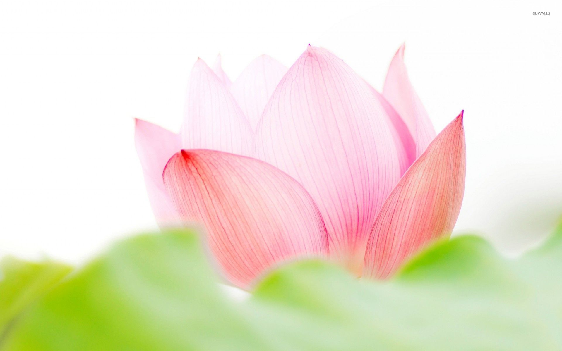 Lotus Wallpapers