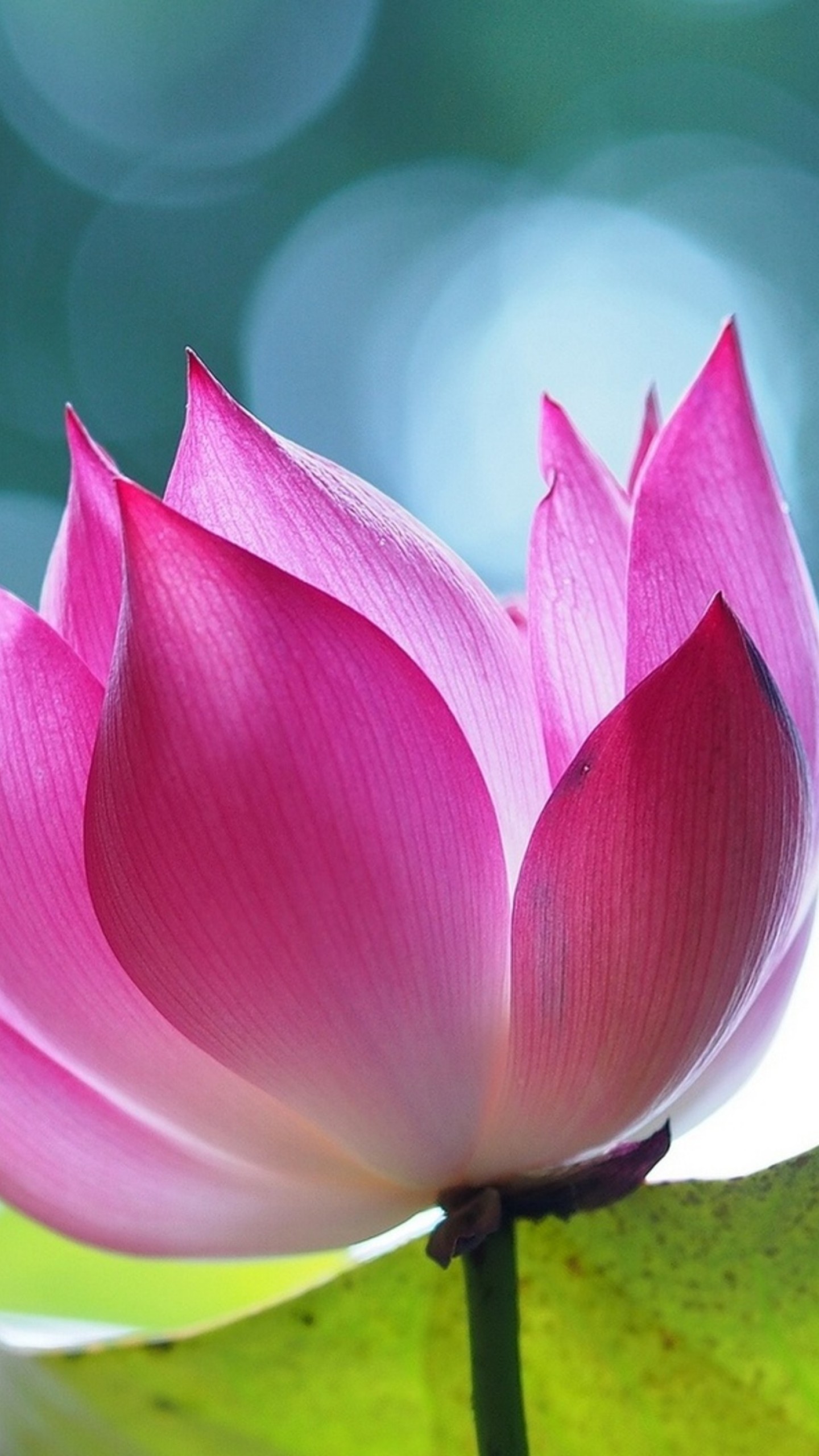 Lotus Wallpapers