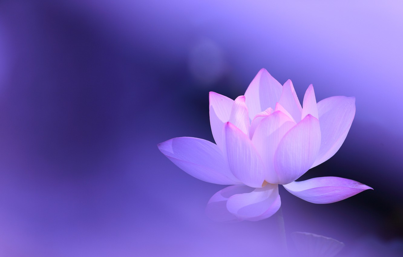 Lotus Wallpapers