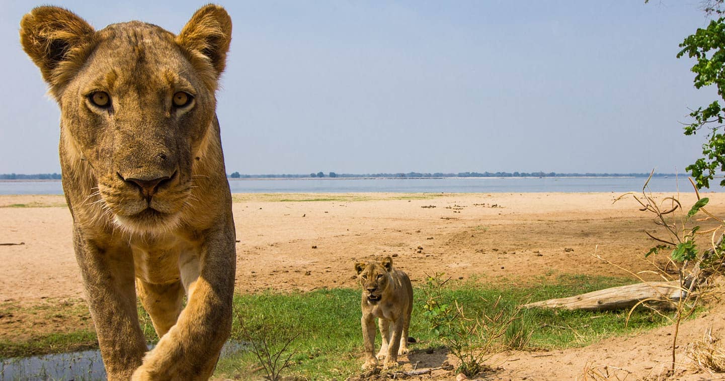 Lower Zambezi National Park Wallpapers