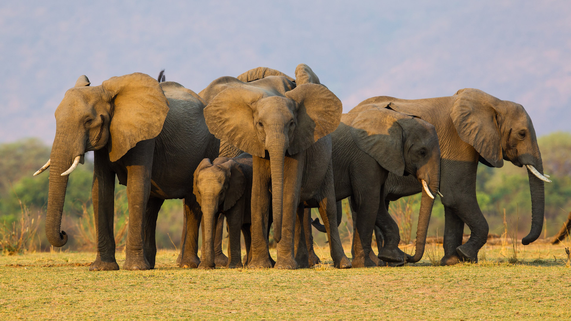 Lower Zambezi National Park Wallpapers