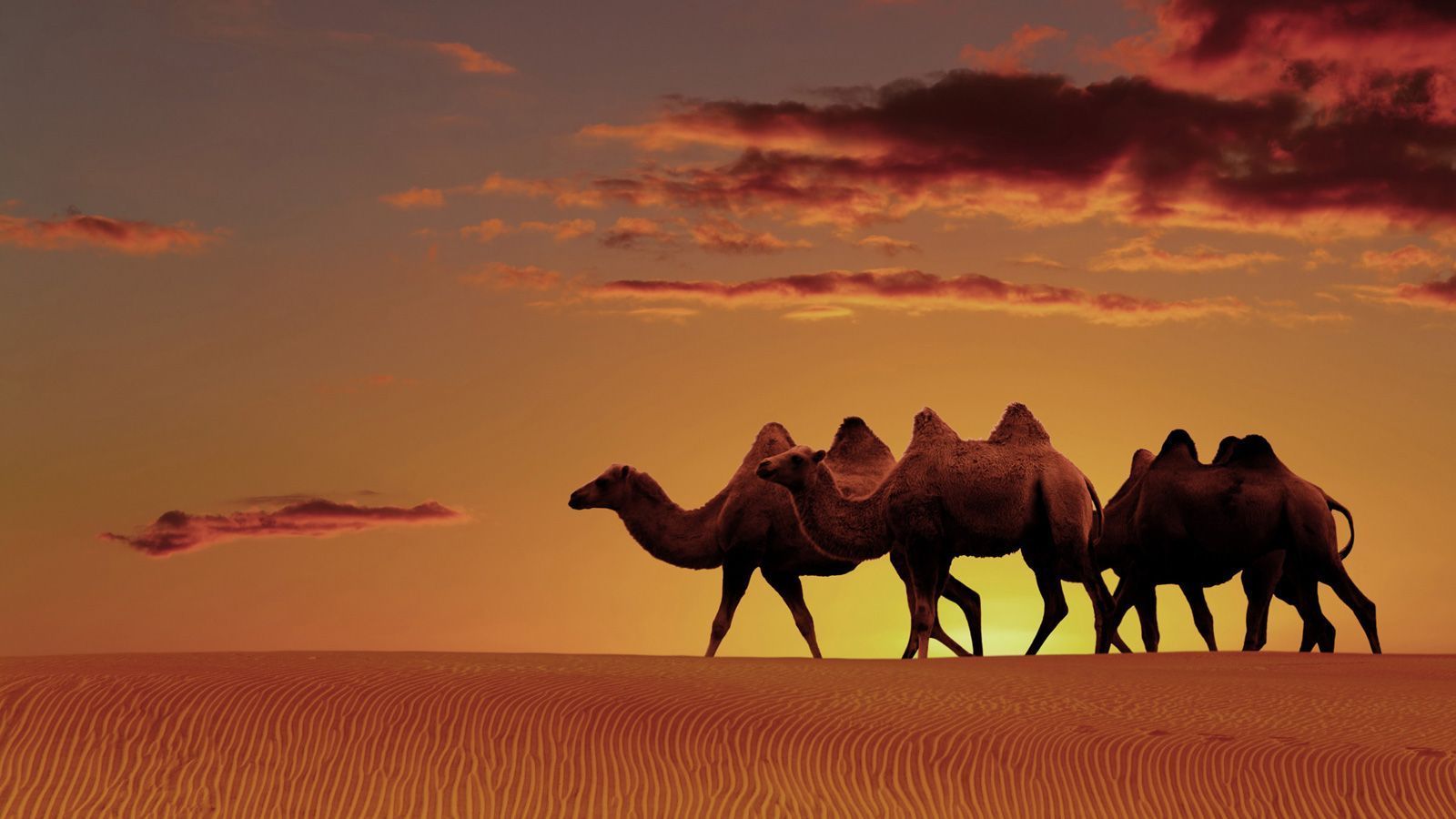 Arabian Desert Night Wallpapers