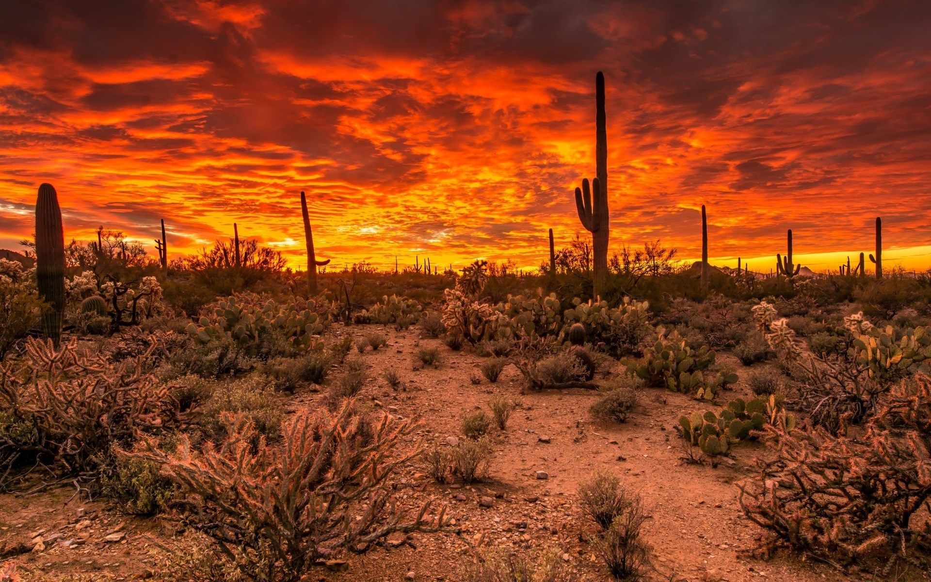 Arizona Desert Wallpapers