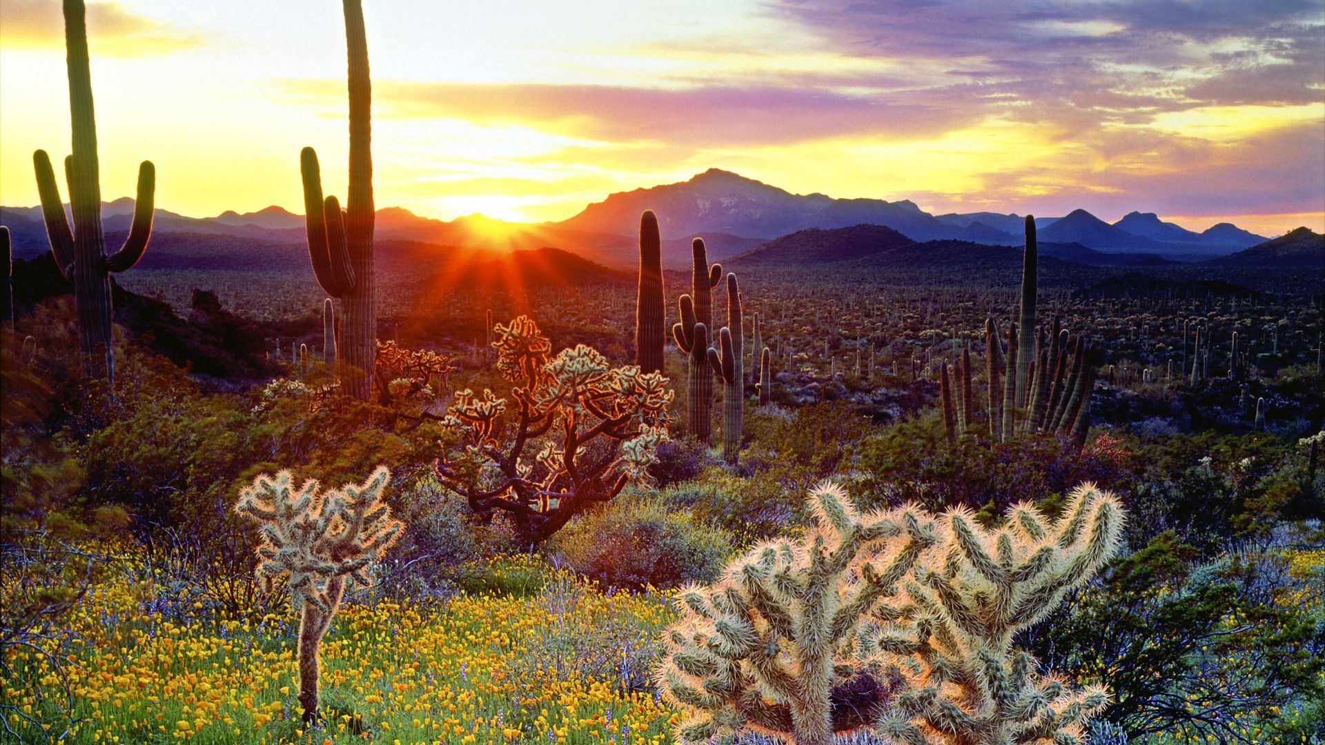 Arizona Spring Wallpapers