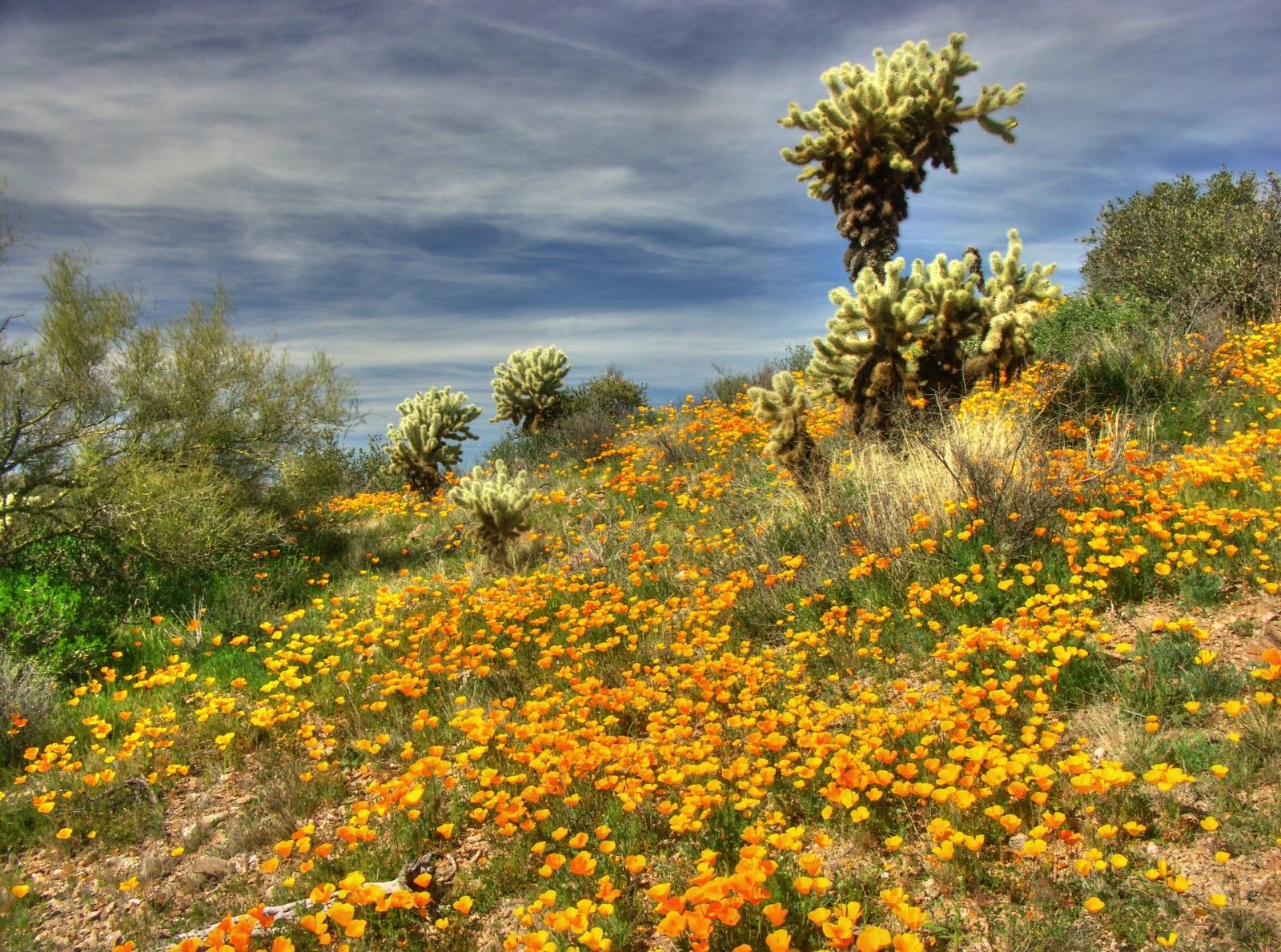 Arizona Spring Wallpapers