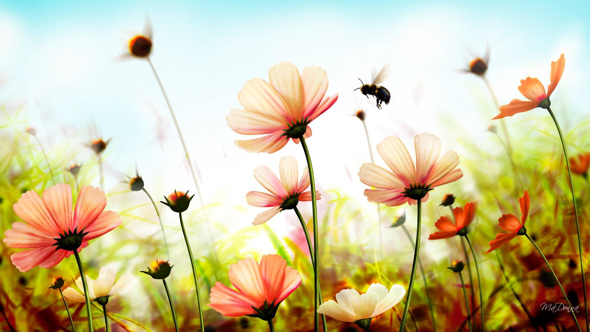 Summer Flower Backgrounds