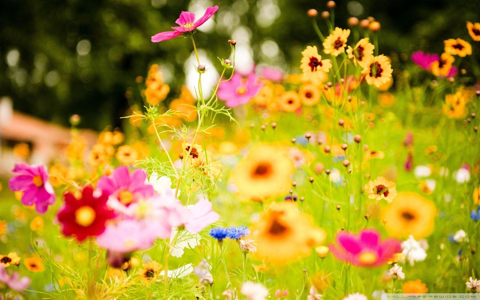 Summer Flower Backgrounds