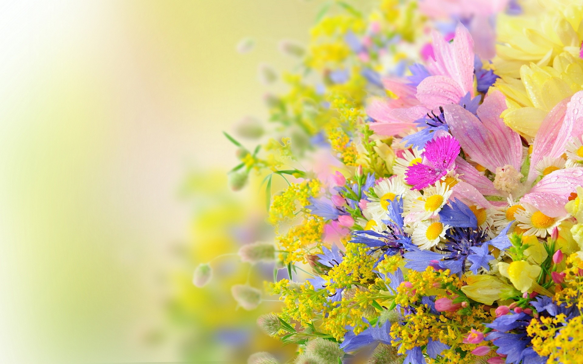 Summer Flower Backgrounds