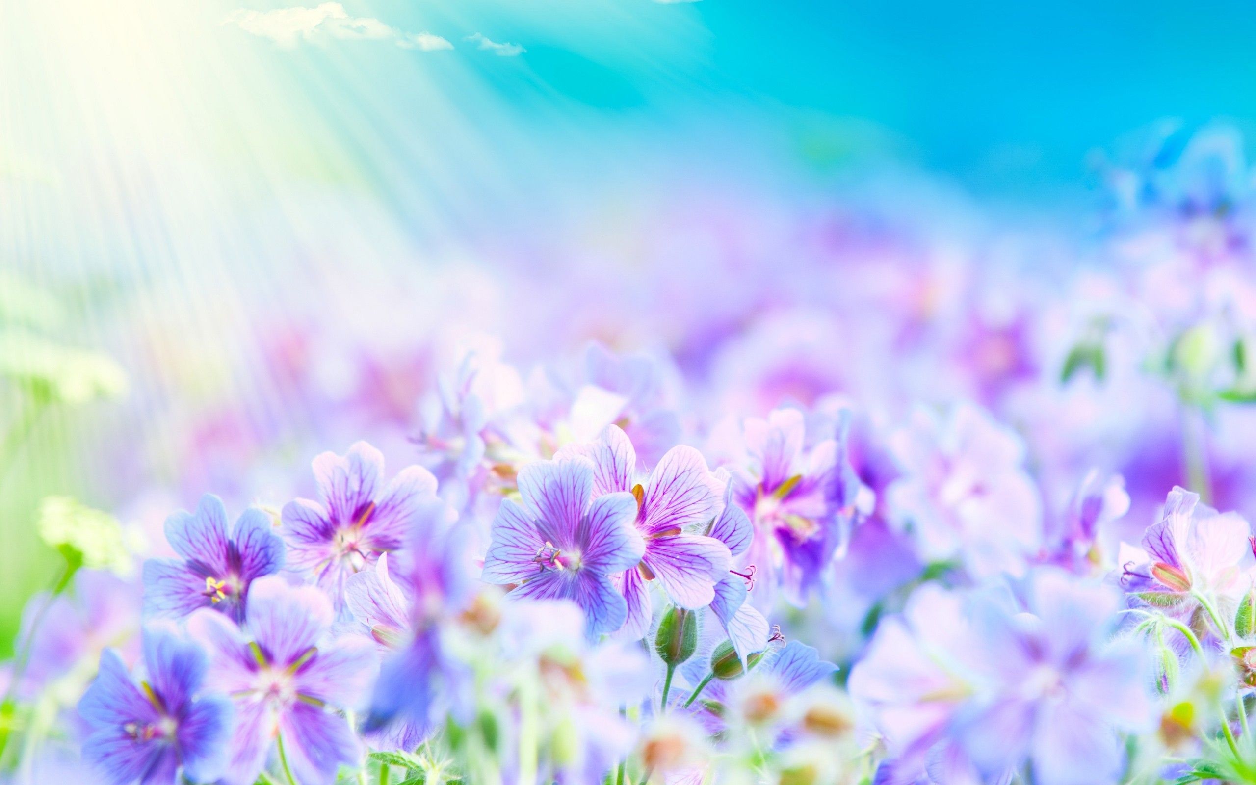 Summer Flower Backgrounds