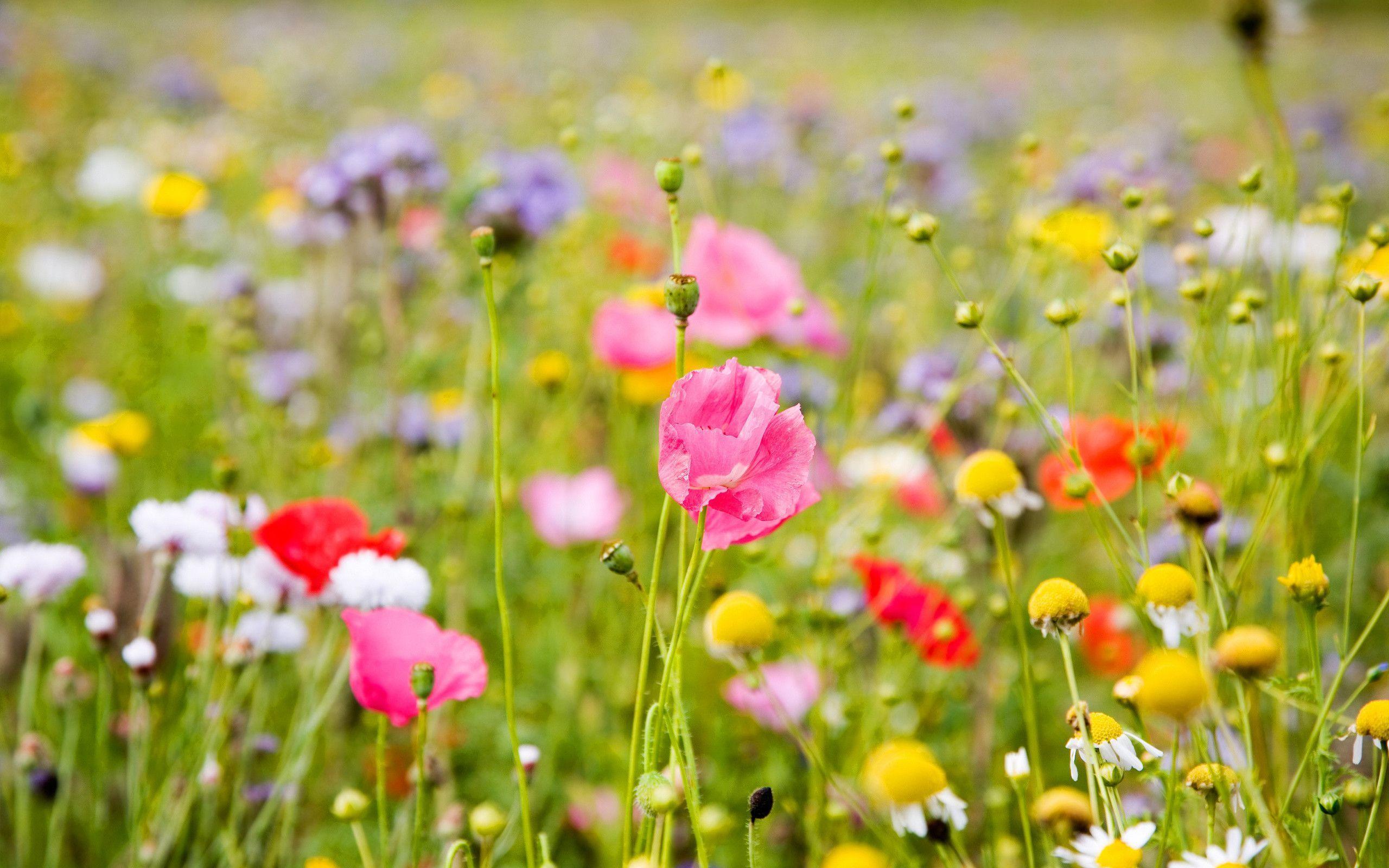 Summer Flower Backgrounds