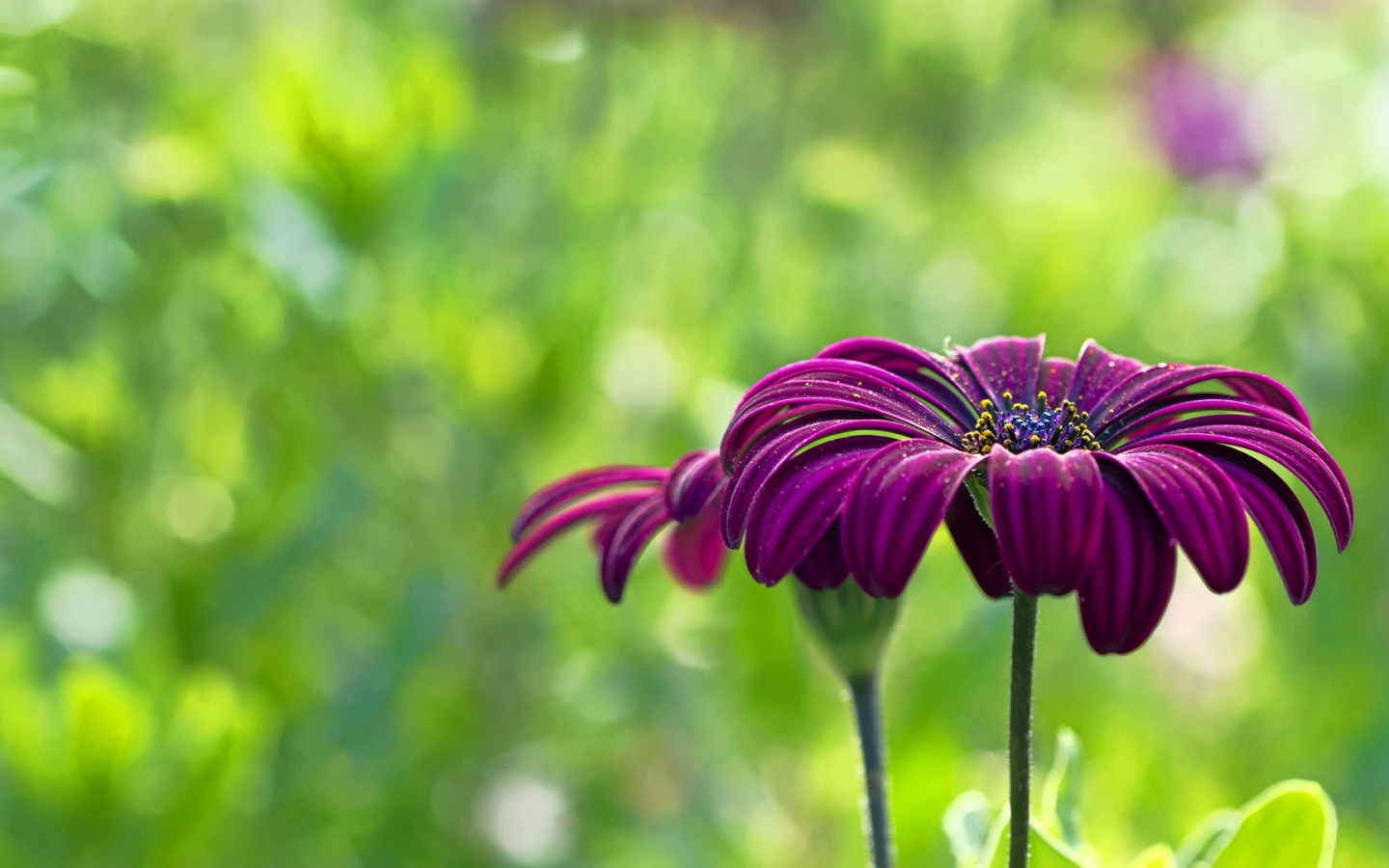 Summer Flower Backgrounds