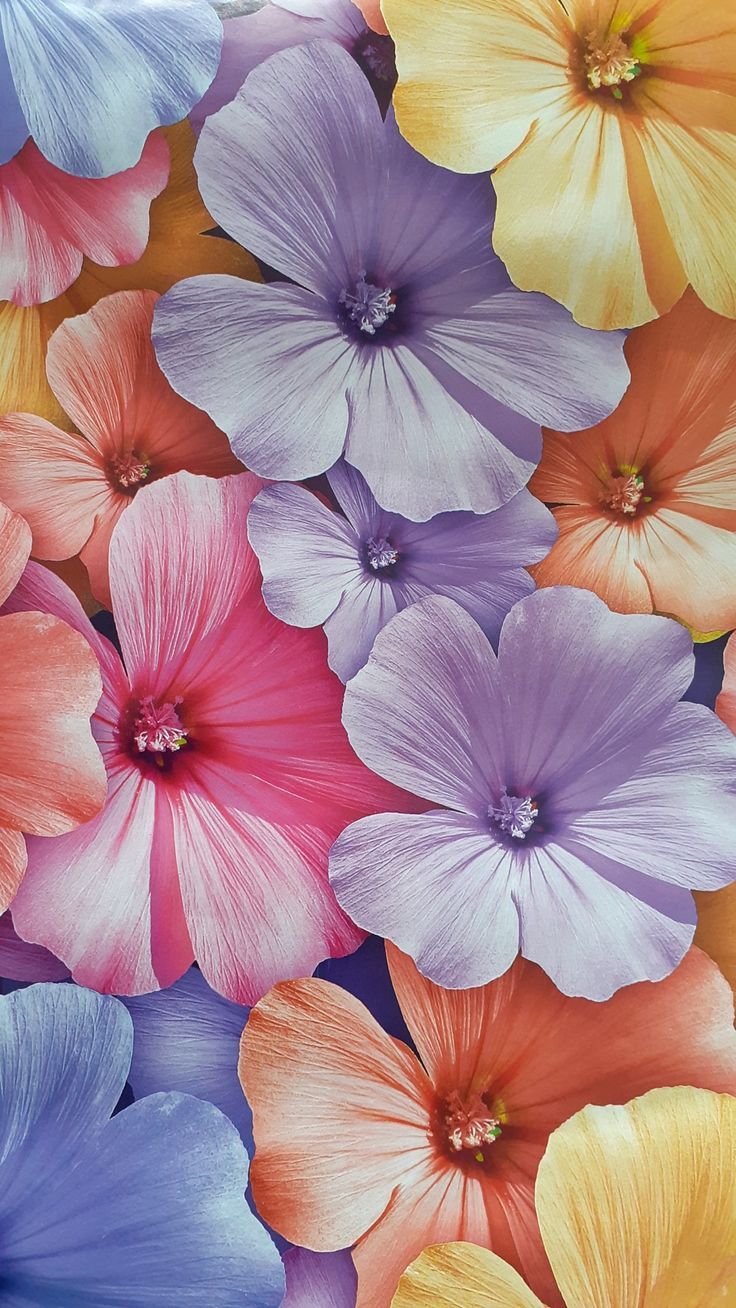 Summer Flower Backgrounds