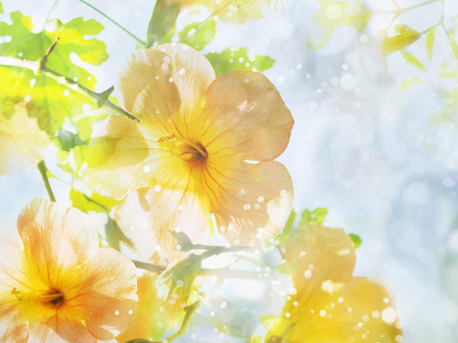 Summer Flower Backgrounds