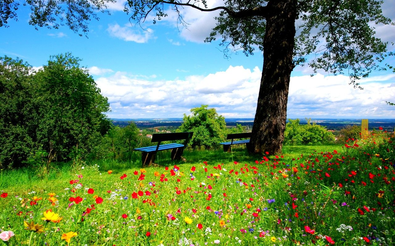 Summer Nature Backgrounds