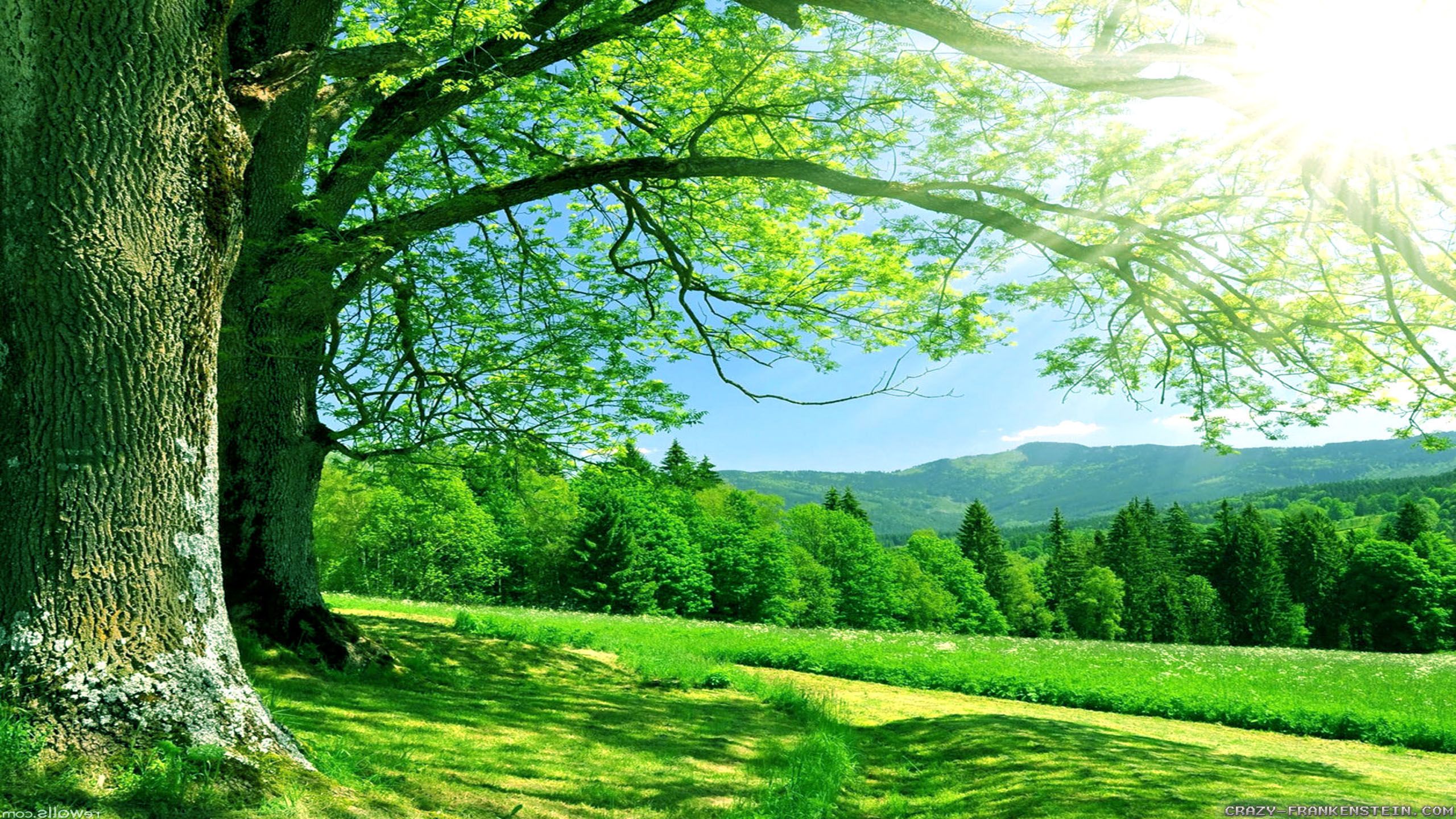 Summer Nature Desktop Background