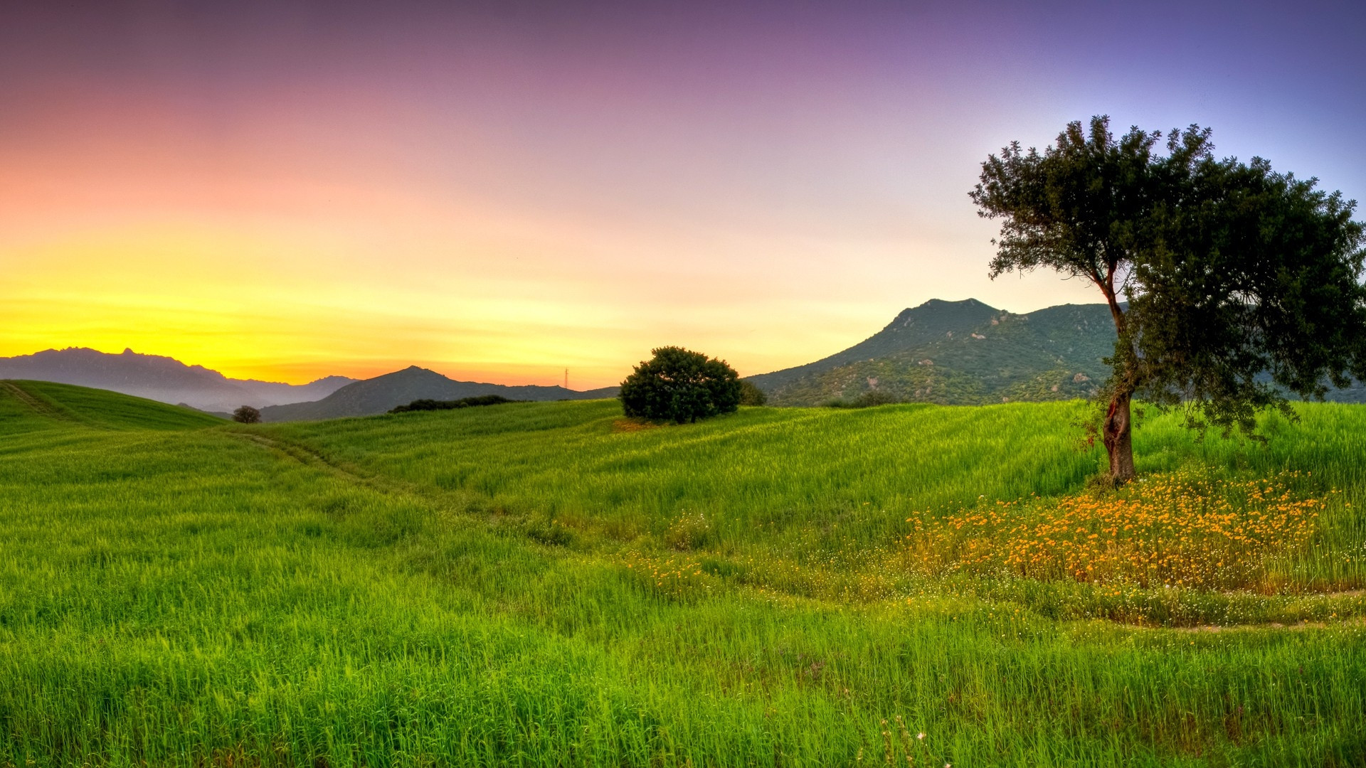 Summer Nature Desktop Background