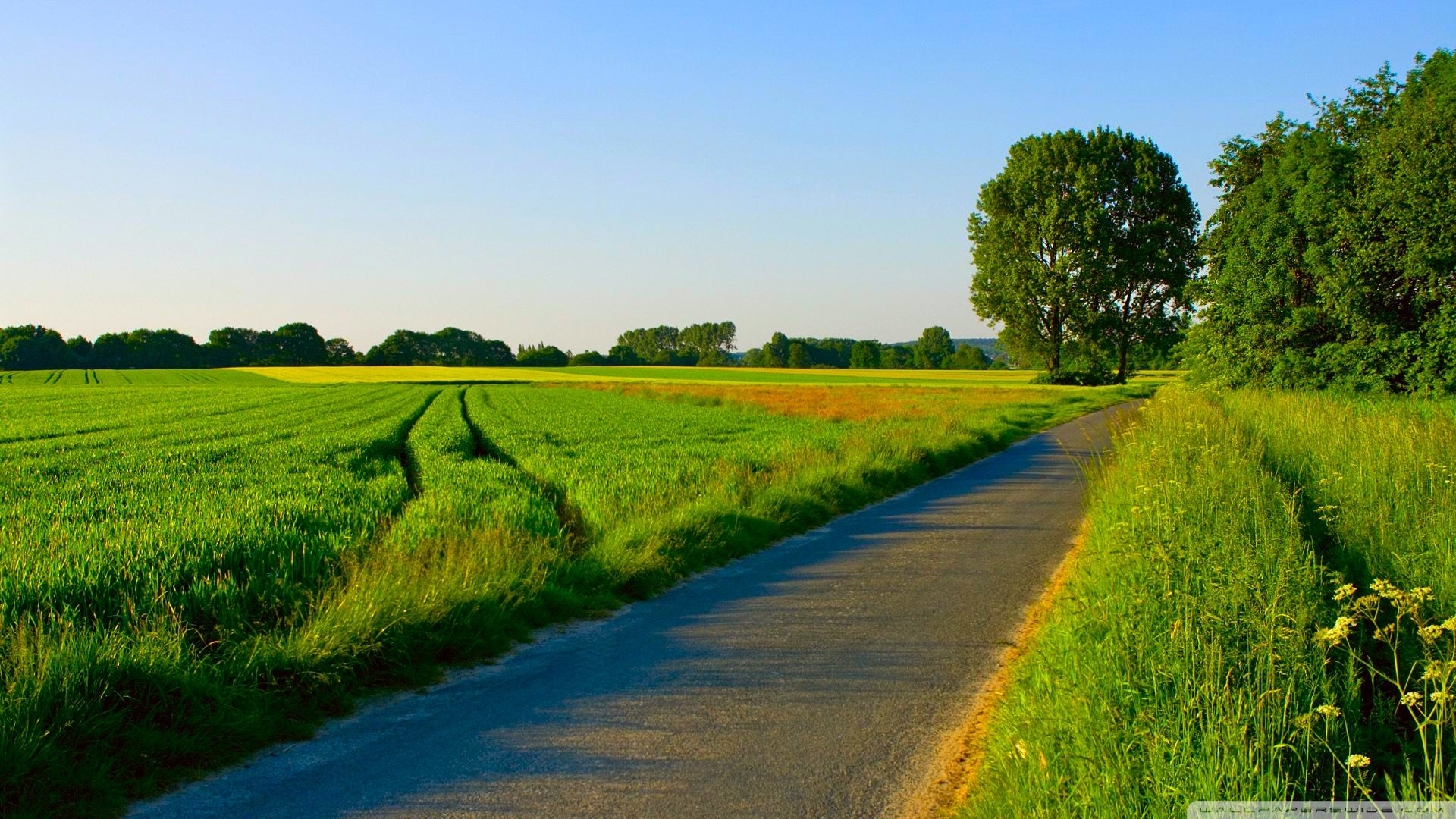 Summer Nature Desktop Background