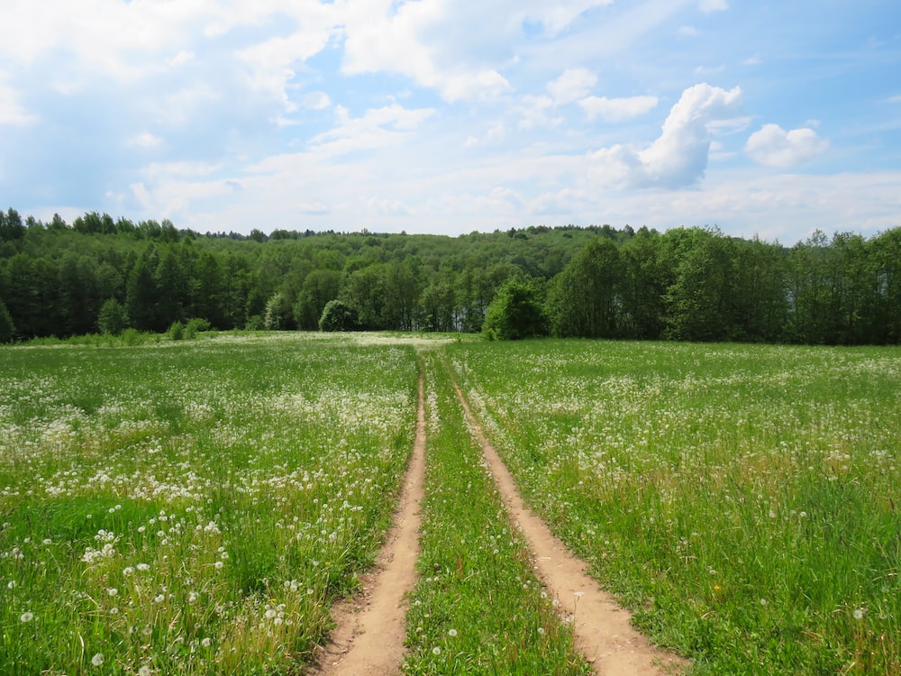 Summer Nature Desktop Background