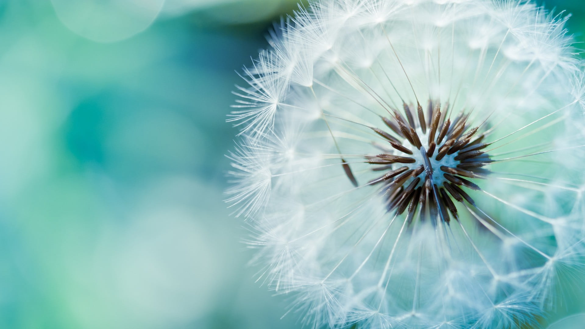 Macro White Flower Plant Wallpapers