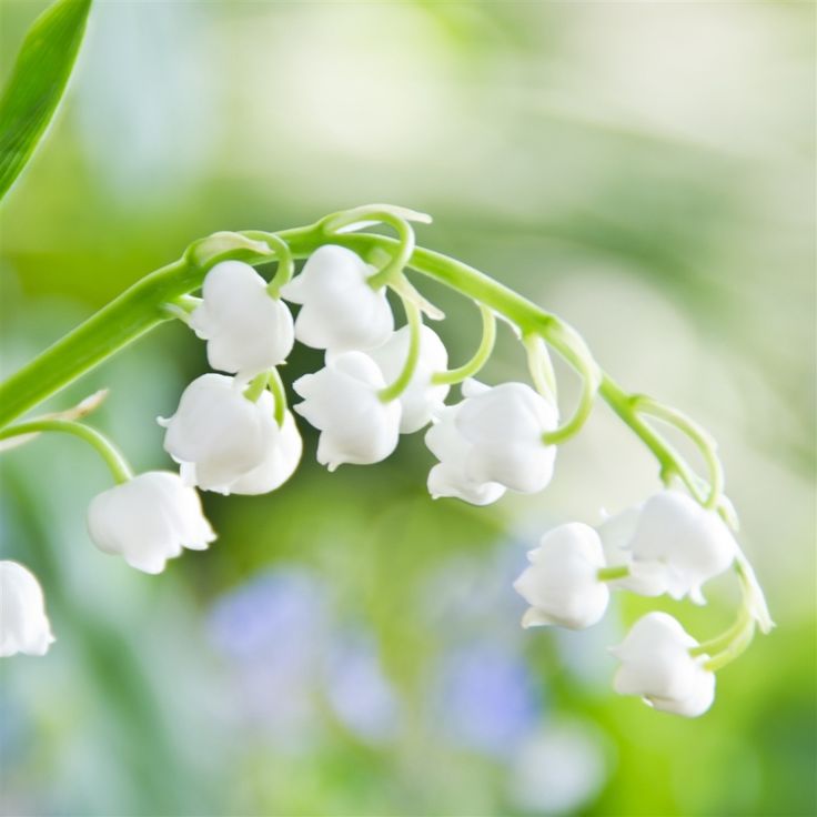 Macro White Flower Plant Wallpapers