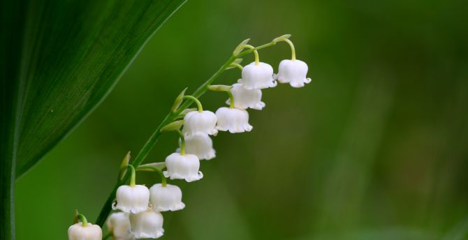 Macro White Flower Plant Wallpapers