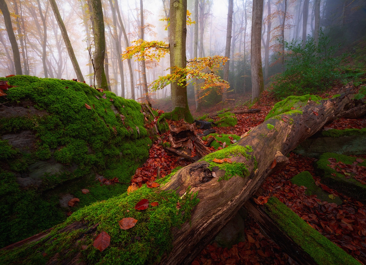 Misty Forest Photography 2021 Wallpapers