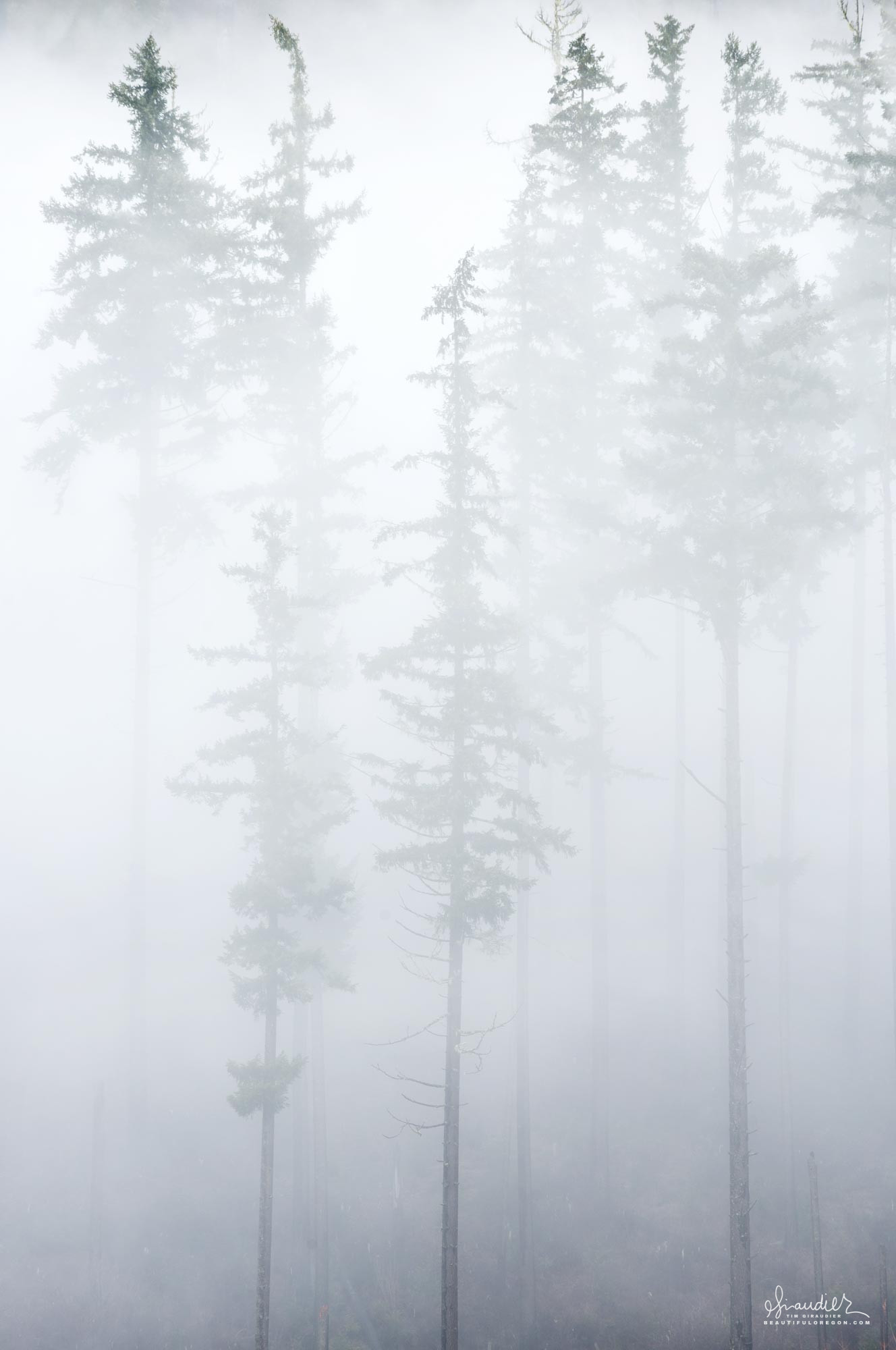 Misty Forest Photography 2021 Wallpapers