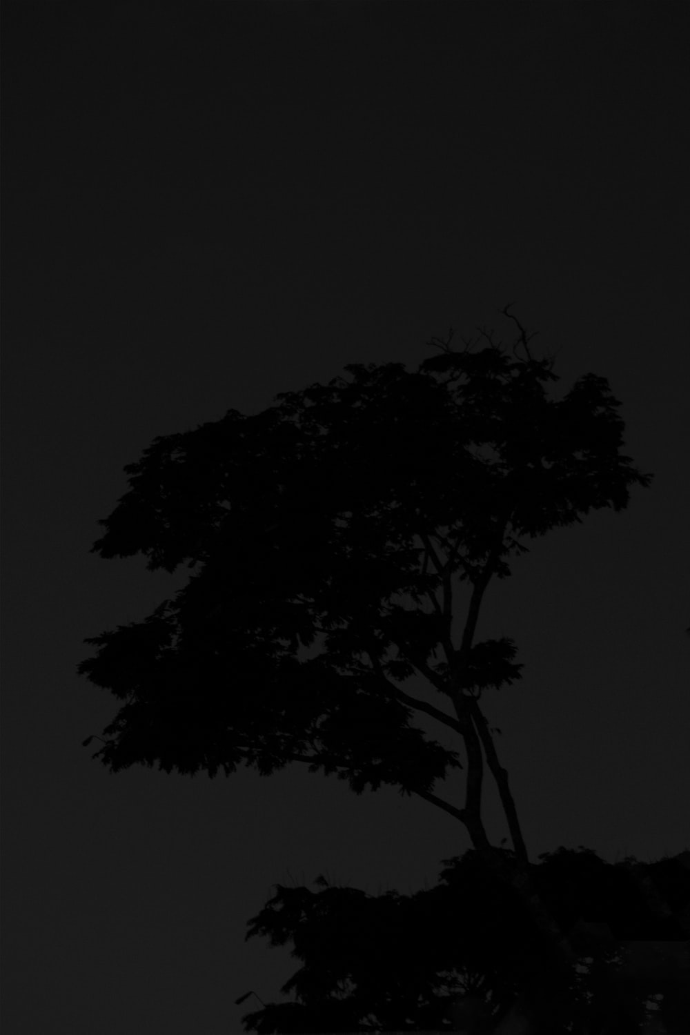 Monochrome Night Nature Photography Wallpapers