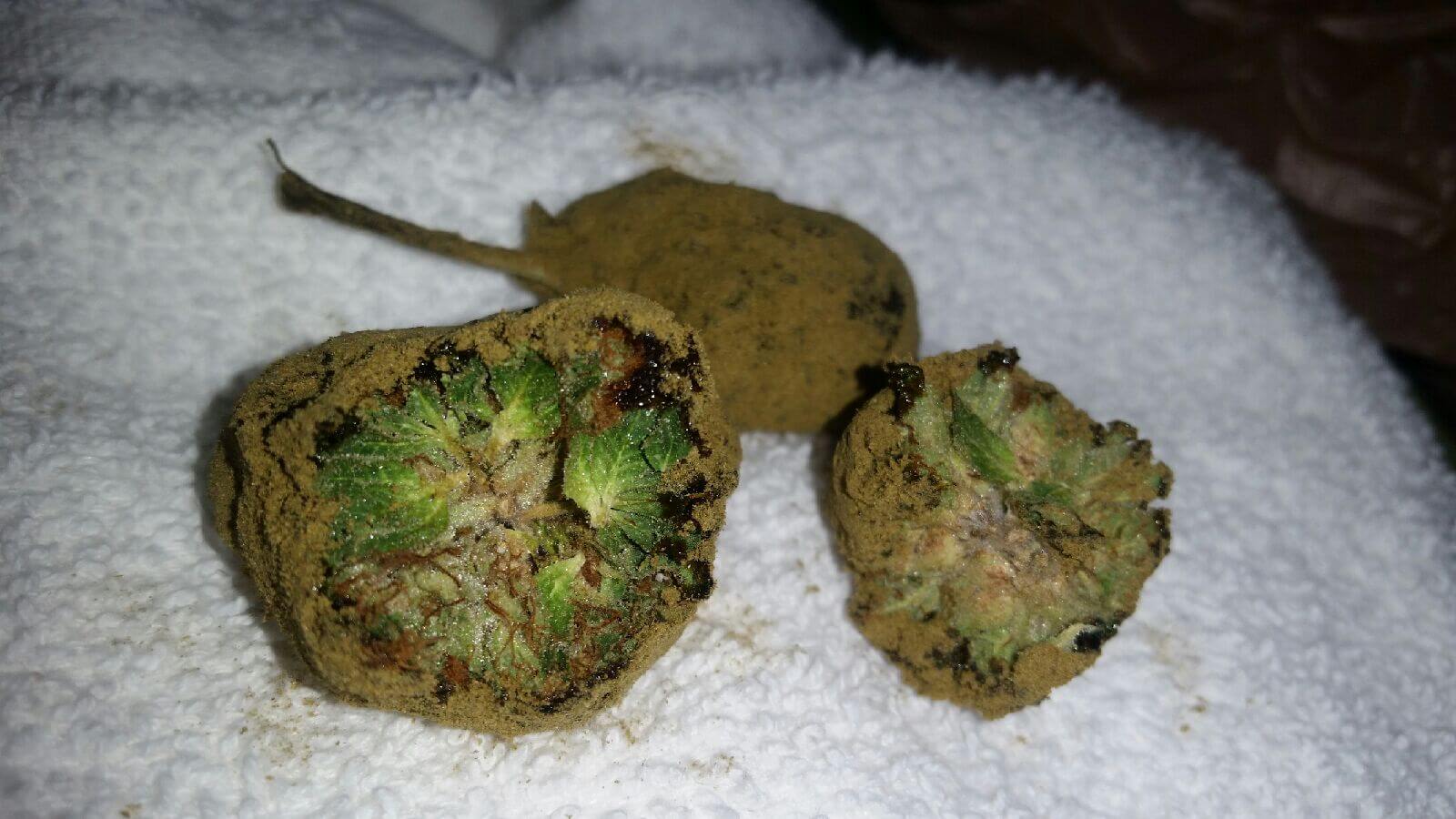 Moon Rock Weed Wallpapers