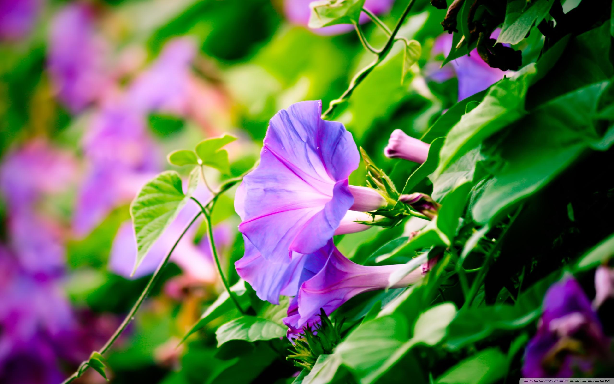 Morning Glory Wallpapers