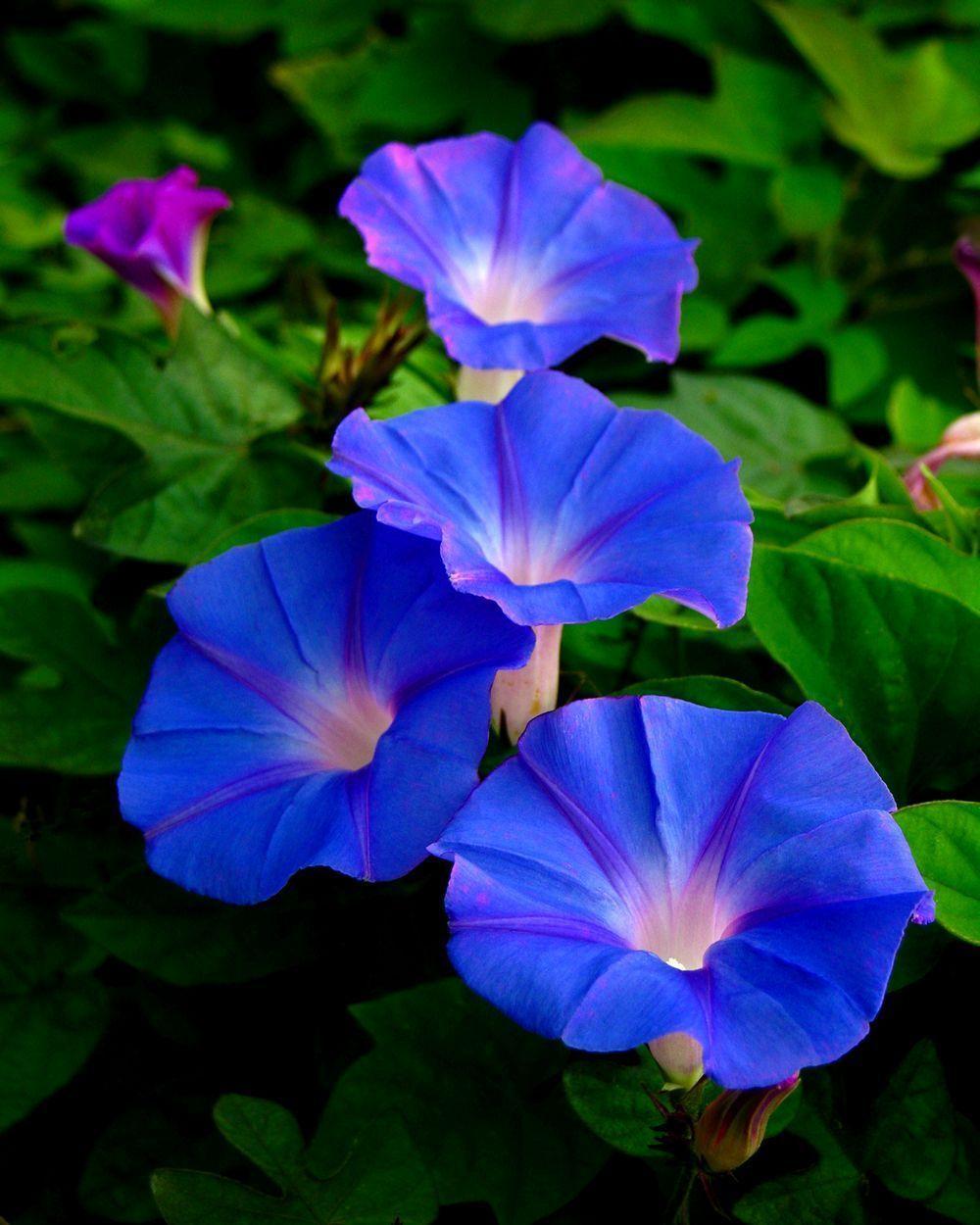 Morning Glory Wallpapers