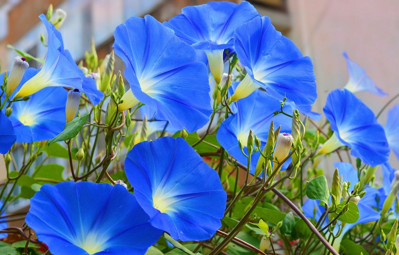 Morning Glory Wallpapers