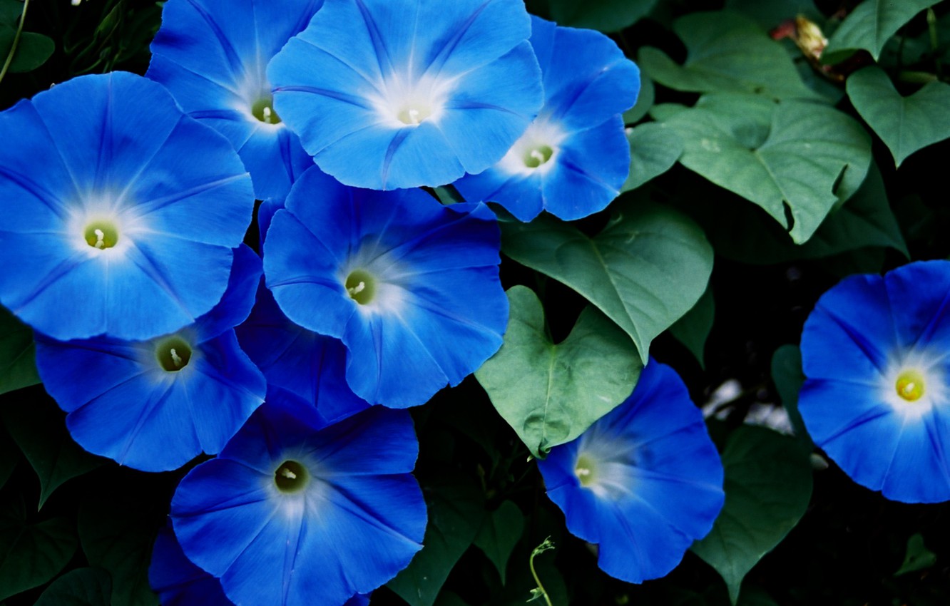 Morning Glory Wallpapers