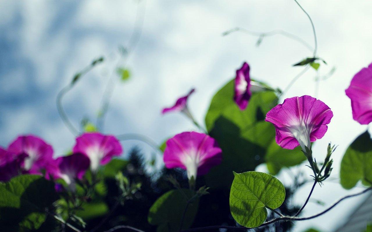 Morning Glory Wallpapers