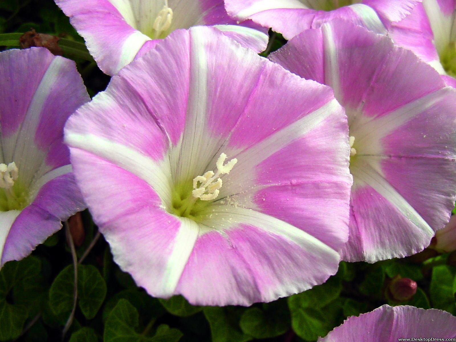 Morning Glory Wallpapers