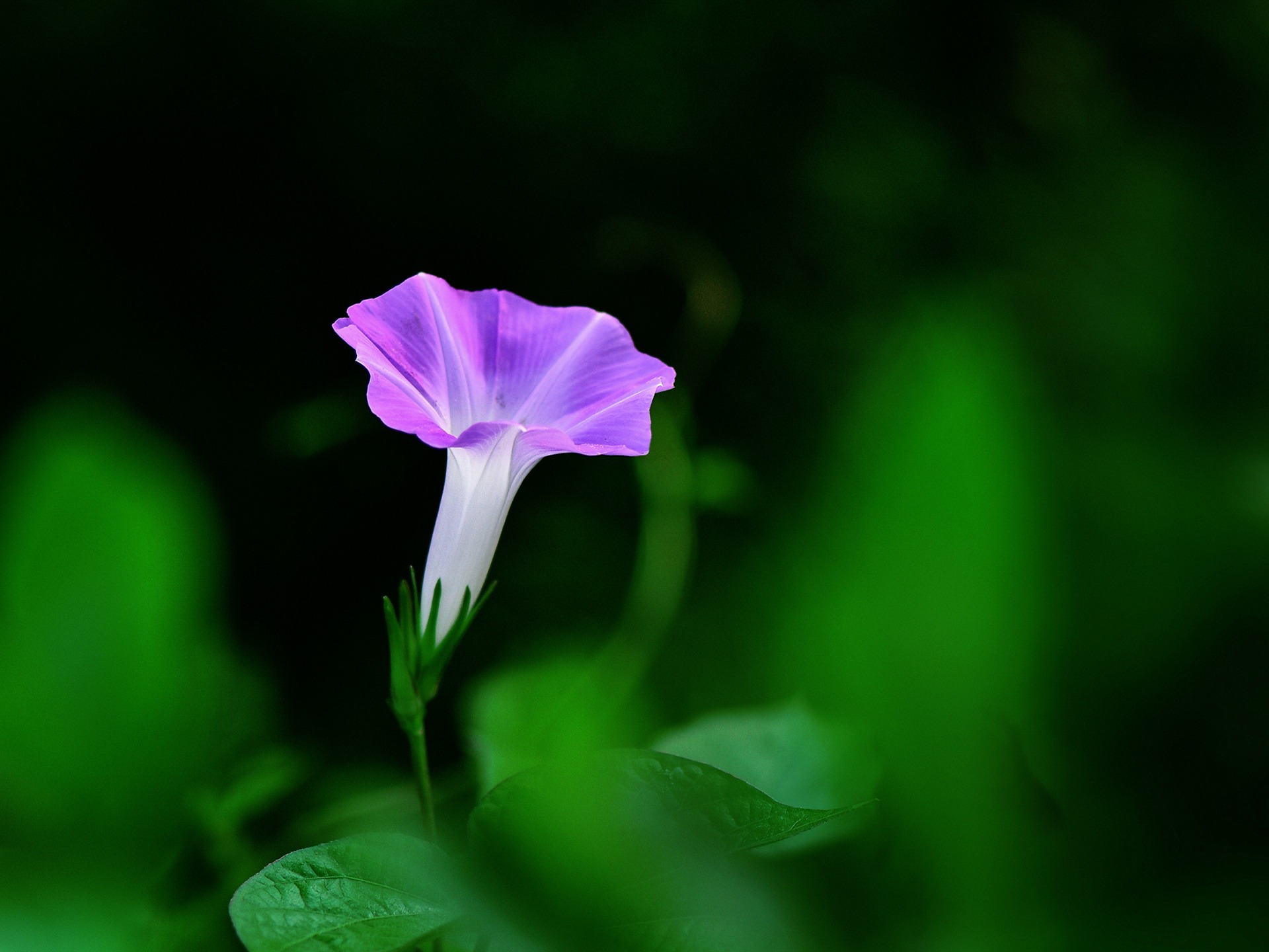 Morning Glory Wallpapers