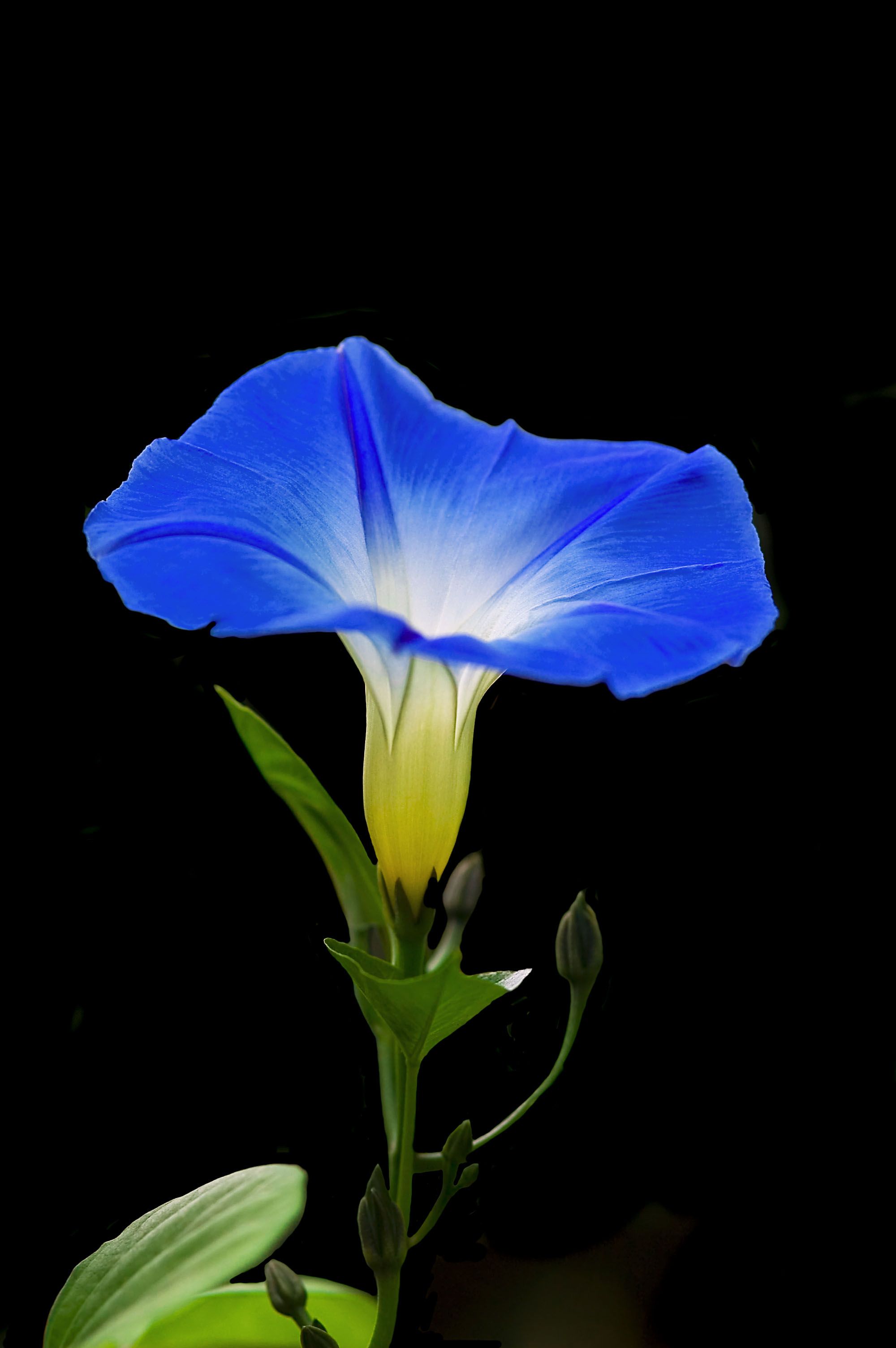 Morning Glory Wallpapers