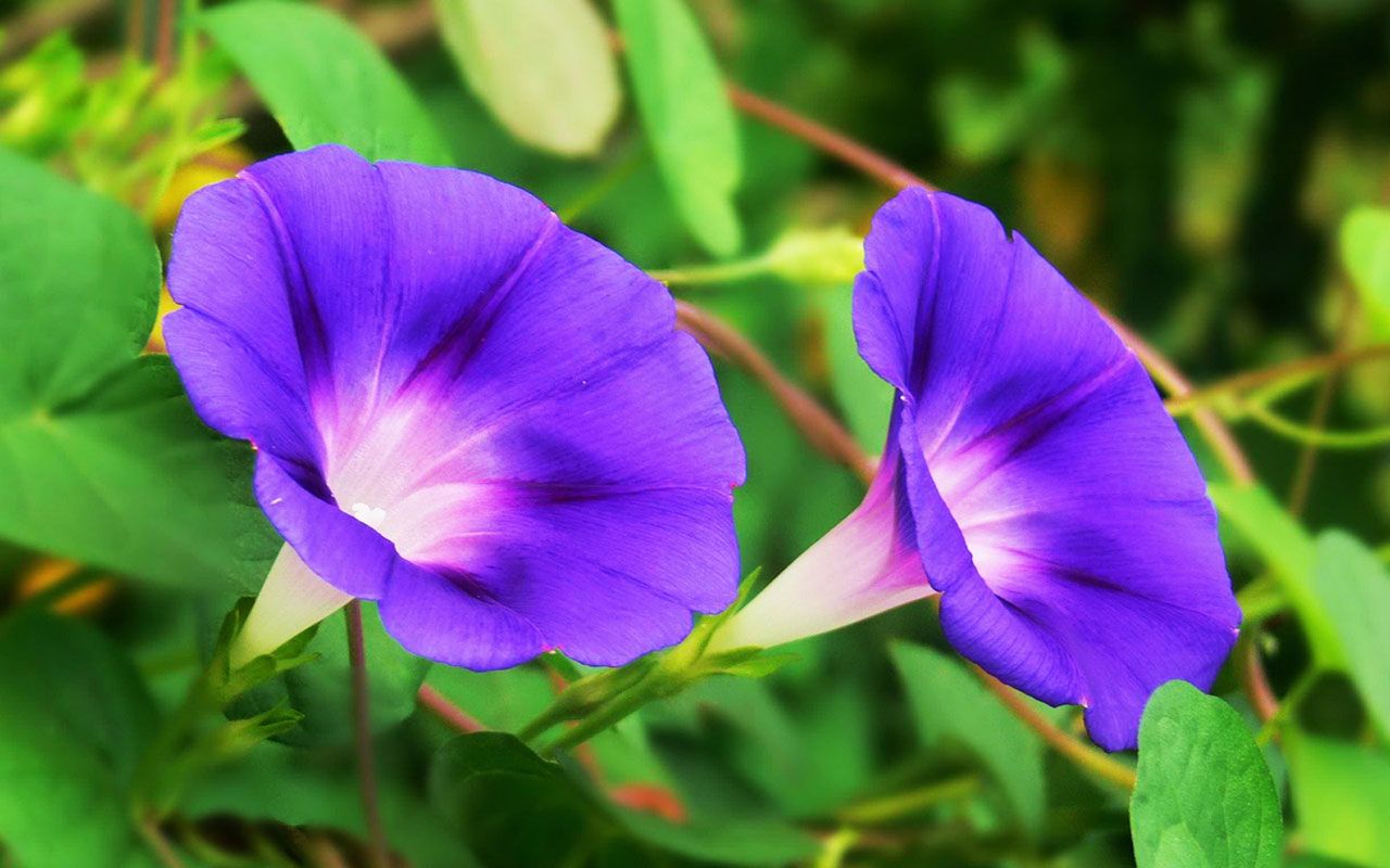 Morning Glory Wallpapers