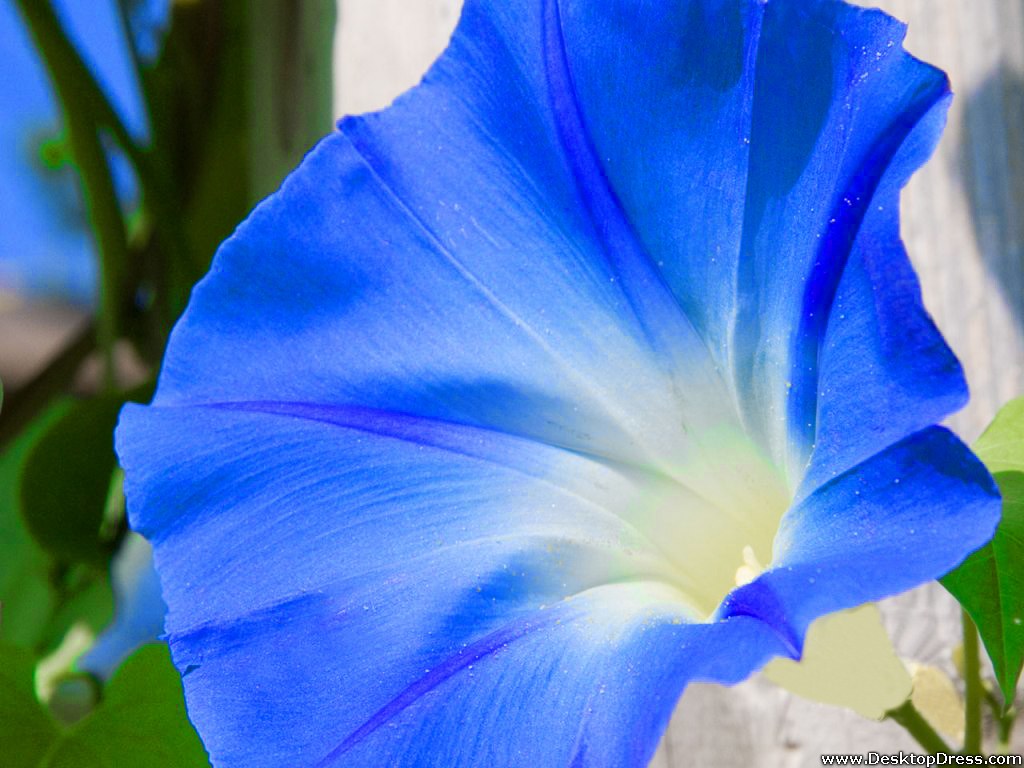 Morning Glory Wallpapers