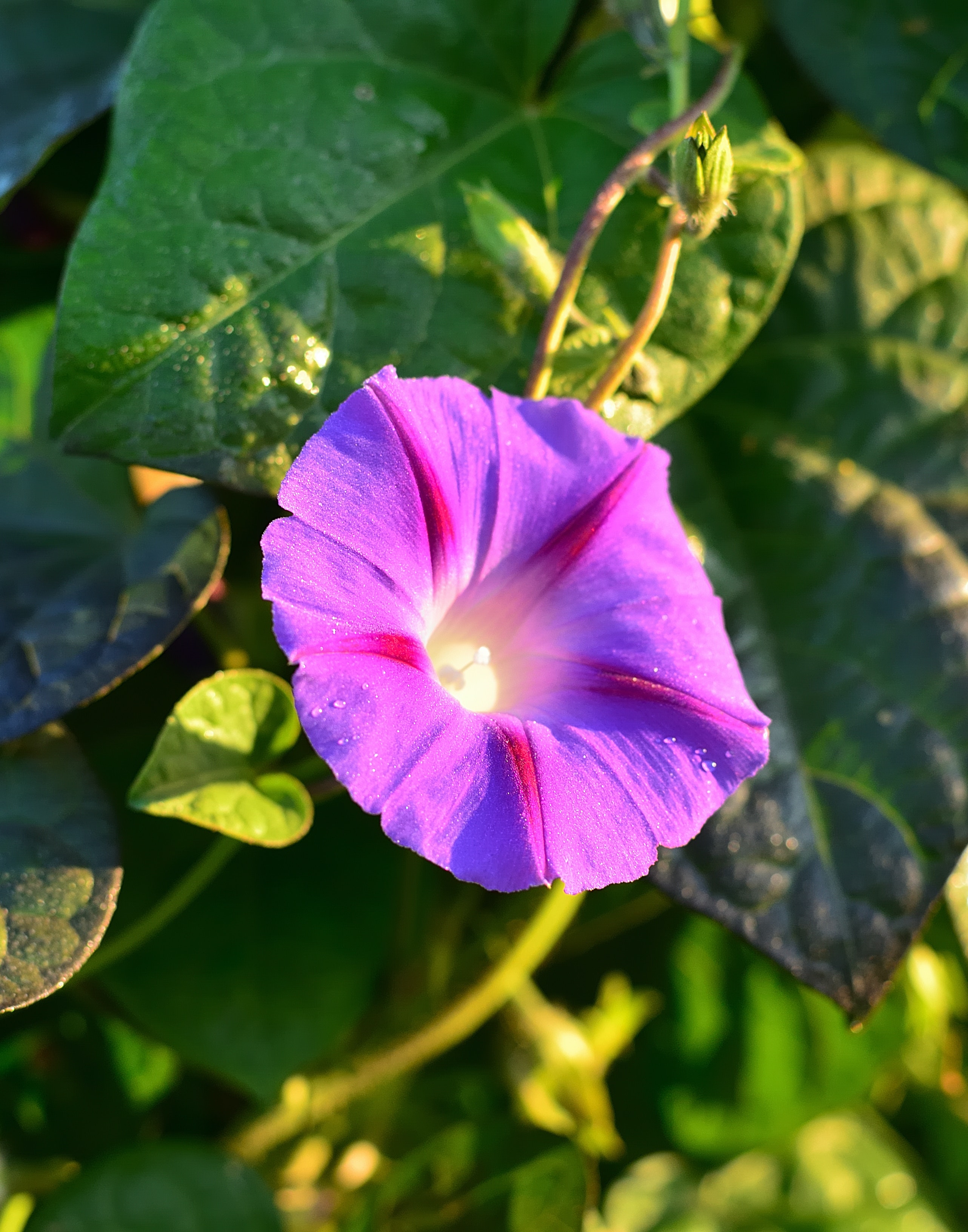 Morning Glory Wallpapers