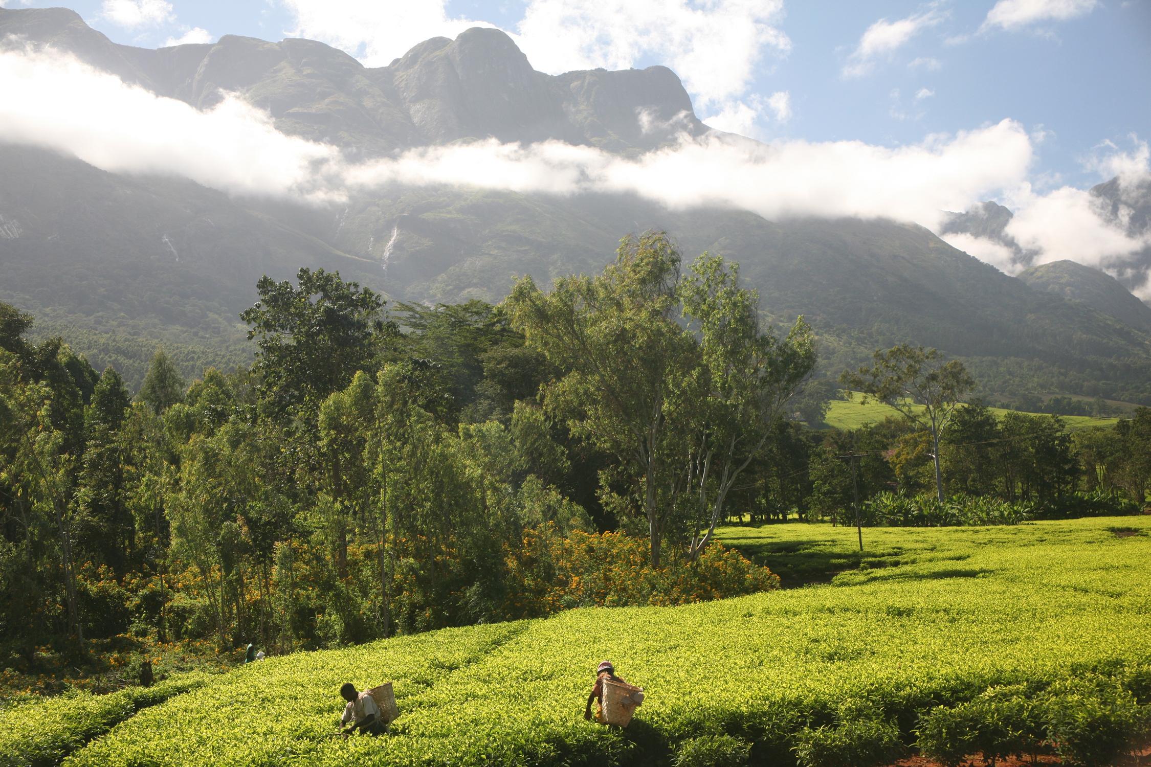 Mount Mulanje Wallpapers