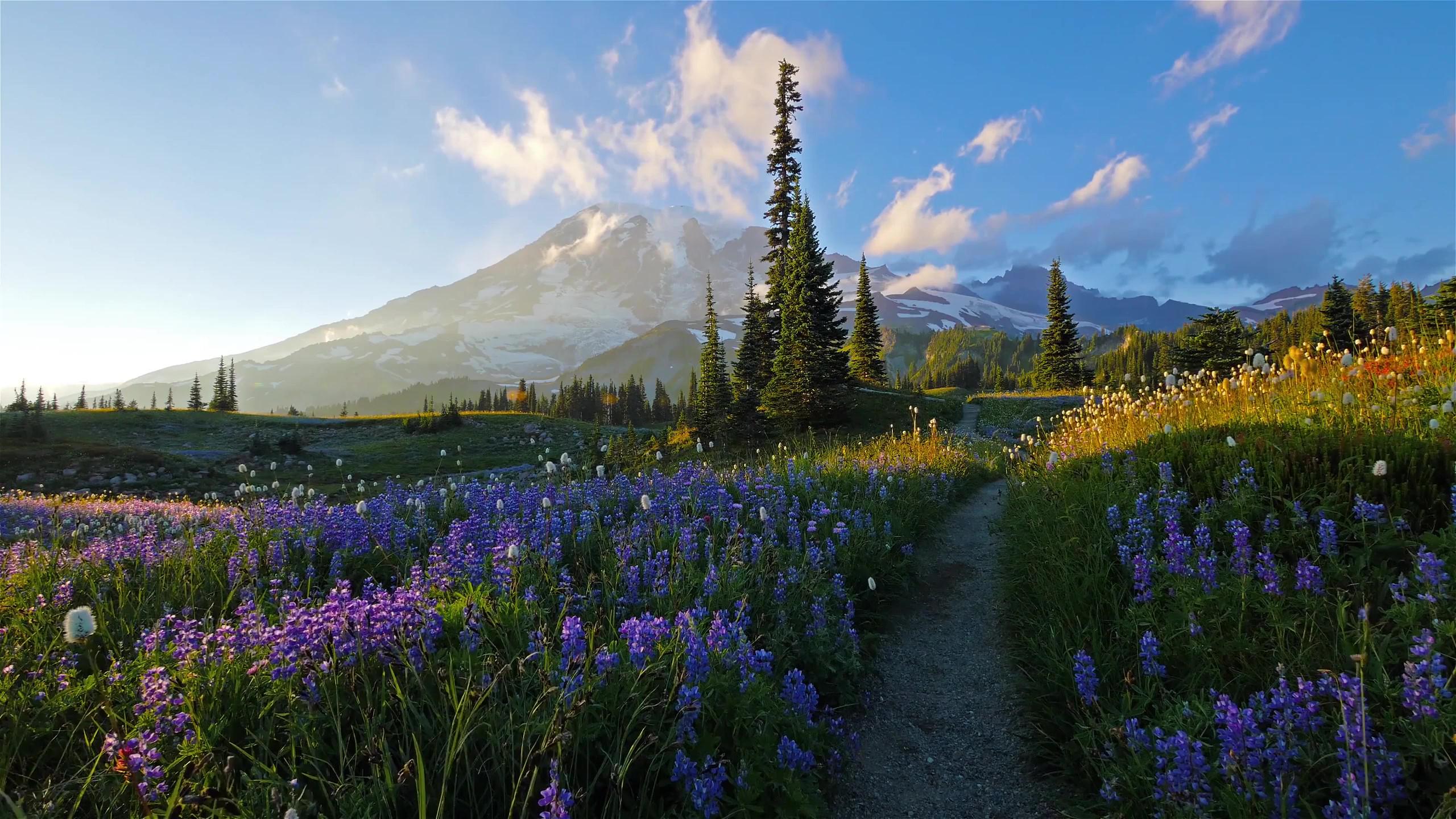 Mount Rainier National Park Wallpapers