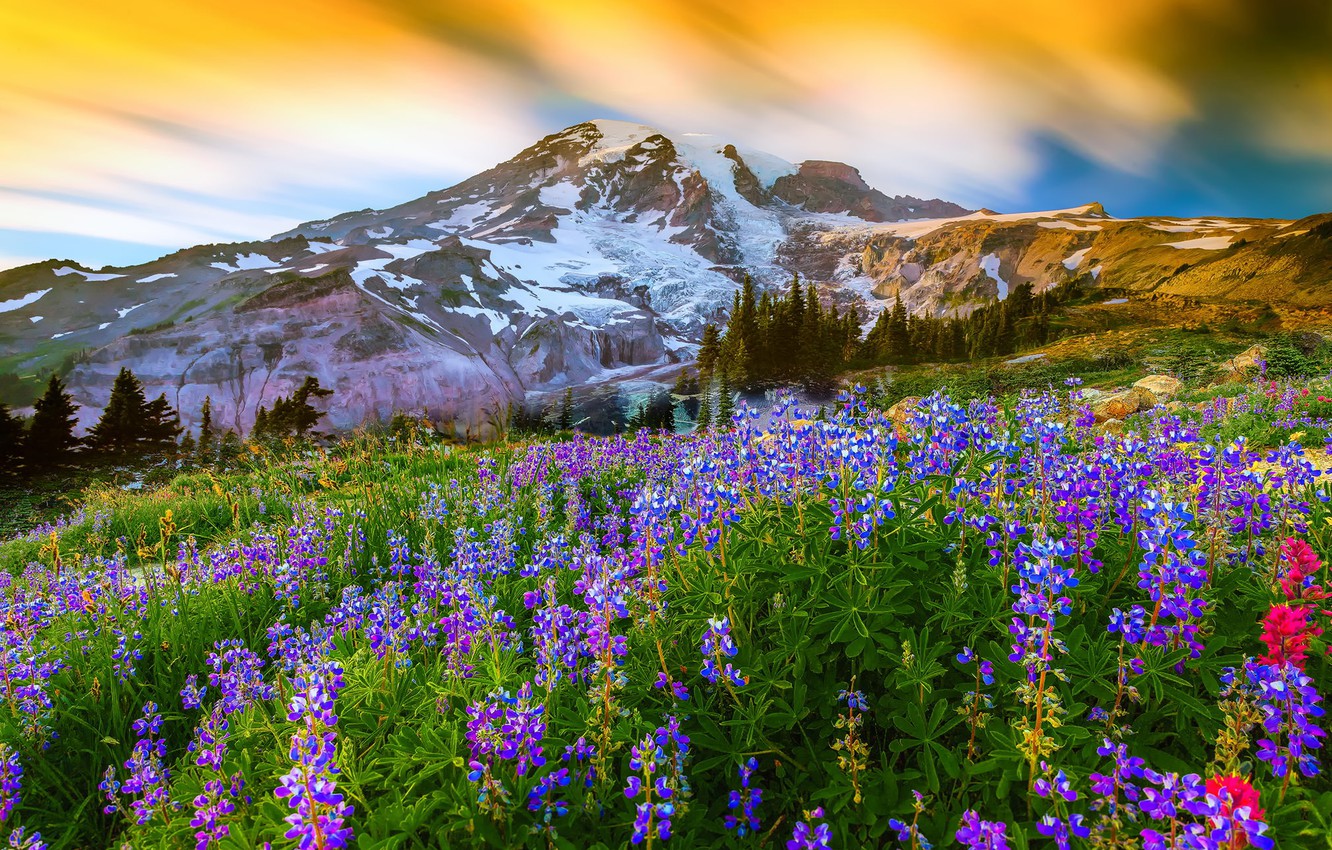 Mount Rainier National Park Wallpapers