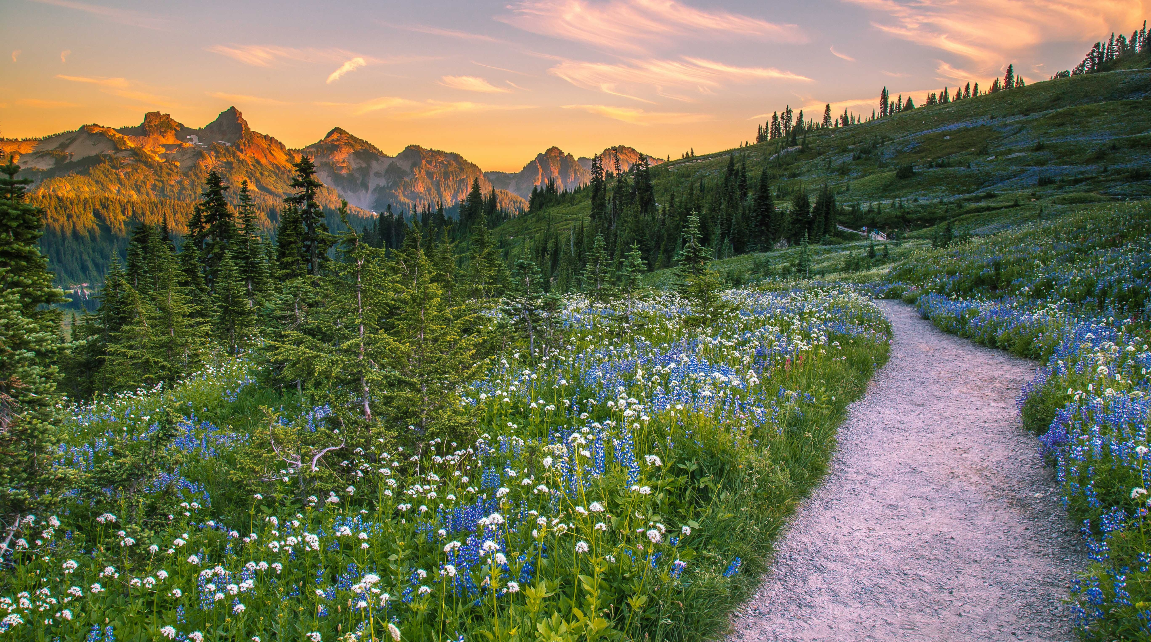 Mount Rainier National Park Wallpapers